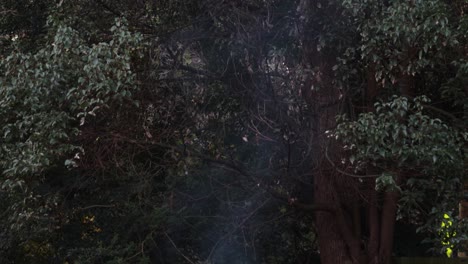 close-smoke-rising-through-tree-branches-during-afternoon