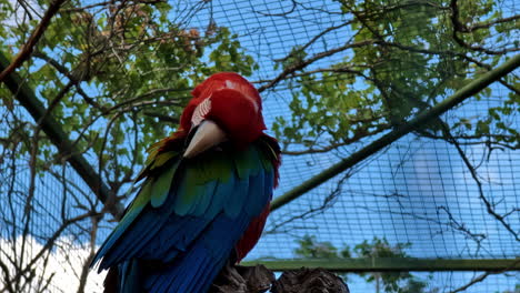 Exotischer-Ara-Papagei-In-Gefangenschaft,-Rot,-Blau,-Grün,-Weiß,-Einheimischer-Vogel-Aus-Südamerika