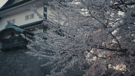 Flores-De-Cerezo-Del-Castillo-De-Kanazawa-En-Japón---Tiro-De-ángulo-Bajo