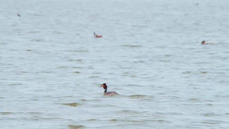 Herde-Von-Haubentaucher-Wasservögel-Schwimmen-Auf-Dem-Wasser-Des-Sees