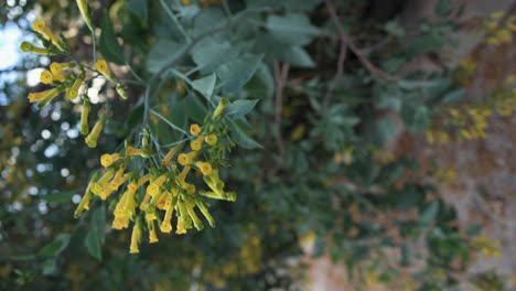 Vertikales-Video-Von-Nicotiana-Glauca,-Einer-Invasiven-Pflanze-In-Israel