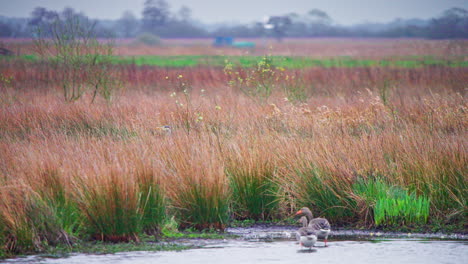 Garza-Gris-Caminando-Entre-Juncos-Marrones,-Gansos-Vadeando-En-El-Agua-De-La-Orilla-Del-Lago