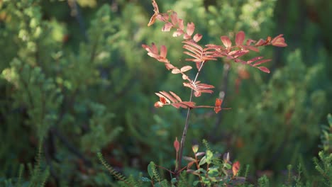 Un-árbol-Joven-De-Serbal-Con-Hojas-De-Color-Rojo-Brillante-En-La-Maleza-Del-Bosque