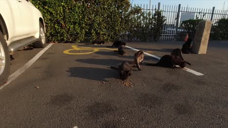 stray-homeless-abandoned-black-and-brown-cats-in-a-car-park-eating-dry-cat-food-placed-onto-the-floor-in-a-boat-yard