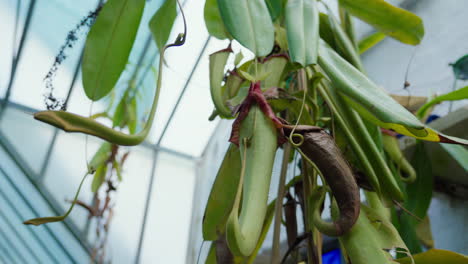 Lush-greenery-with-carnivorous-plants-in-a-glasshouse-setting