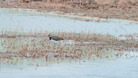 Northern-lapwing-preening-its-feathers-in-shallow-water-near-dry-shore