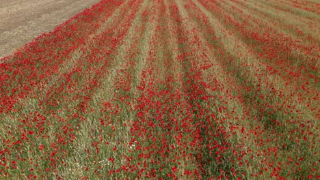 Flug-Mit-Einer-Drohne-über-Ein-Getreidefeld,-Das-Von-Roten-Mohnblumen-überwuchert-Ist,-Von-Denen-Die-überwiegende-Mehrheit-An-Einem-Frühlingsmorgen-In-Der-Provinz-Toledo,-Spanien,-Mit-Ihrer-Auffälligen-Roten-Farbe-Beeindruckt