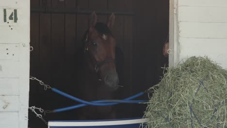 Footage-of-Catalytic,-a-Kentucky-Derby-horse,-eating-hay-in-the-barn-at-Churchill-Downs,-showcasing-the-calm-moments-before-the-big-race