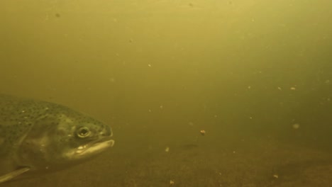 Underwater-view-of-fish-feeding,-showcasing-a-group-of-fish-with-speckled-patterns-swimming-in-green,-murky-water