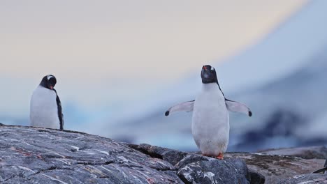 Pingüino-Al-Amanecer-Sobre-Rocas-En-La-Antártida,-Pingüinos-Papúa,-Vida-Silvestre-De-La-Península-Antártica-Y-Animales-Con-Cielo-Naranja-Al-Atardecer-En-Una-Hermosa-Y-Linda-Toma-De-ángulo-Bajo-En-Vacaciones-De-Animales-Y-Naturaleza