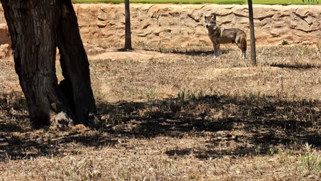 Wide-view-of-a-wolf-standing-in-the-background-watching-around-on-a-sunny-day