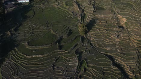 Aerial-drone-shot-of-bright-green-rice-terraces-in-the-mountains-of-Sapa,-Vietnam