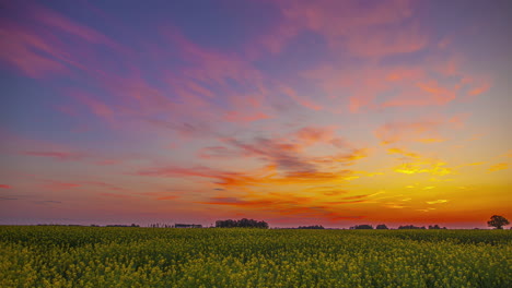 Vibrant-sky-of-sunrise-or-sunset-over-rapeseed-field,-time-lapse-view