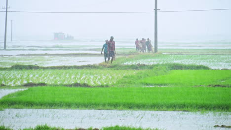 Asian-farmers-walking-on-the-ridge-of-paddy-field-in-the-rain-during-monsoon-season