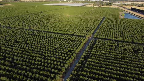 Drone-views-of-cherry-orchards-in-Cromwell,-Otago,-New-Zealand