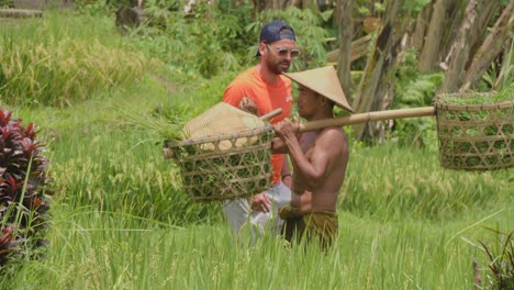 Un-Agricultor-Local-Y-Un-Turista-Interactúan-En-Medio-De-Las-Exuberantes-Terrazas-De-Arroz-De-Tegallalang,-Bali,-Indonesia.