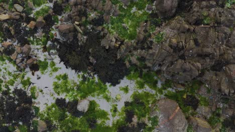 Slow-and-low-drone-flight-over-beautiful-and-colourful-rock-pools-and-formations-at-low-tide-with-sea-weed,sandy-seabed-and-hidden-places-on-bright-day