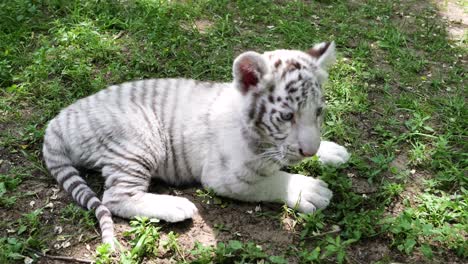 Handheld-parallax-around-White-Siberian-Tiger-cub-at-Magan-Zoo,-close-up