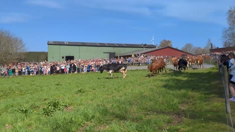 Cows-being-released-for-the-first-time-in-spring-after-being-kept-housed-over-winter