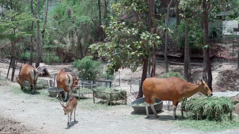 Banteng-Una-Especie-De-Vaca-Salvaje-Comiendo-Hierba