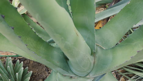 Close-up-of-green-aloe-vera-plant-in-natural-setting