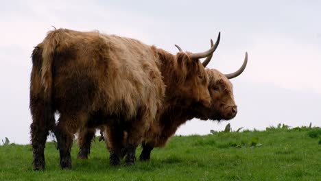 Two-highland-cattle-with-big-horns-and-shaggy-coats-communicating-with-each-other-in-rural-countryside