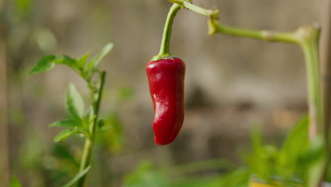 Einzelne-Rote-Chilischote-Hängt-An-Einer-Grünen-Pflanze-Im-Garten