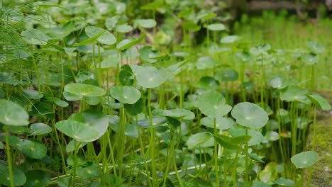 Lush-green-centella-leaves-swaying-gently-in-a-tranquil-garden-setting