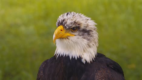 Video-of-the-American-bald-eagle,-slow-motion,-close-up