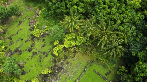 Wiegende-Palmen,-Big-Island,-Hawaii