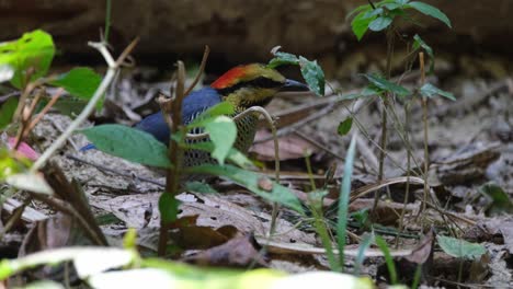 Visto-En-El-Suelo-Buscando-Comida-Y-Luego-Se-Da-La-Vuelta,-Pitta-Hydrornis-Cyaneus-Azul