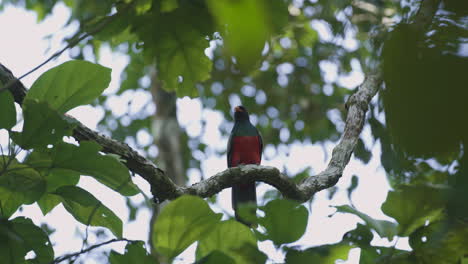 Resplandeciente-Pájaro-Quetzal-De-América-Central-Posado-En-Un-árbol-De-La-Selva-Tropical