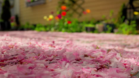 Close-up-of-beautiful-pink-cherry-blossoms-covering-street-in-front-of-yellow-wooden-house