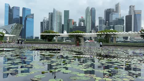 Hermoso-Estanque-De-Lotos-Y-Contra-La-Magnífica-Vista-Del-Impresionante-Horizonte-De-La-Arquitectura-Moderna-De-Marina-Bay,-Rascacielos-De-Singapur