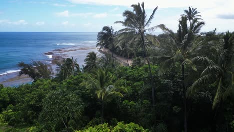 Rising-Aerial:-Palm-Trees-revealing-Big-Island-Hawaii-sunny-shoreline