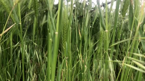 Inside-the-swaying-grass-and-foxtail-plant