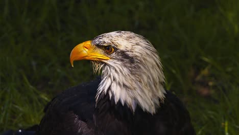 Vídeo-Del-águila-Calva-Americana,-Cámara-Lenta,-Primer-Plano