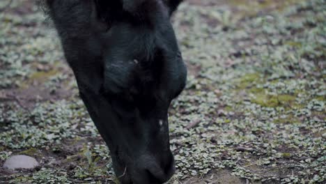 Head-Of-Black-Horse-Nibbling-Grass-On-Field