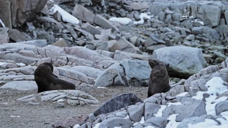 Antarctica-Wildlife-of-Antarctic-Fur-Seal,-Animals-of-Antarctic-Peninsula-lying-on-Rocky-Rocks-on-Mainland-Land,-Close-Up-Portrait-in-Rugged-Landscape-Scenery