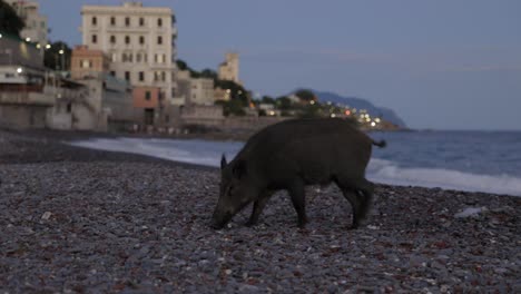 Cerdo-En-La-Playa-Italiana-En-Busca-De-Comida