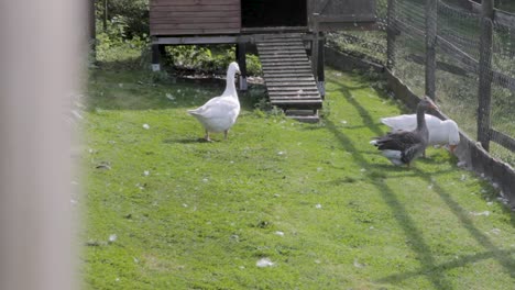 Three-geese-in-a-grassy-enclosure,-one-white-and-two-grey,-near-a-small-wooden-coop
