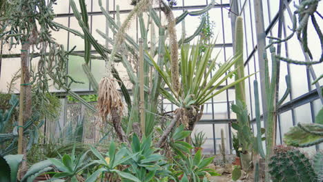 Sereno-Invernadero-De-Cactus-En-Plena-Floración-En-Un-Día-Soleado