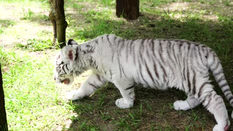 White-Siberian-Tiger-cub-explores-enclosure-at-Magan-Zoo,-Hungary