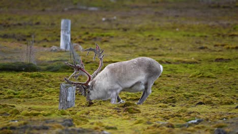 Svalbard-Reindeer-Grazing-in-Green-Pasture,-Slow-Motion