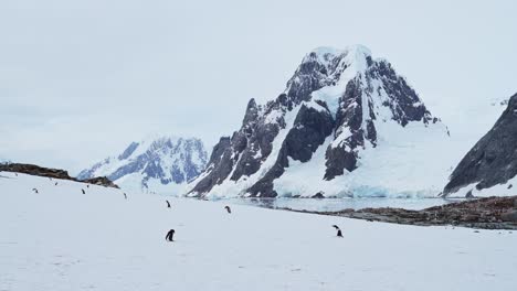 Antarctica-Penguins-on-Snow-with-Mountains,-Gentoo-Penguin-Colony-in-Antarctic-Peninsula-with-Beautiful-Dramatic-Landscape-Scenery-in-White-Snowy-Winter-Habitat-in-the-Wild