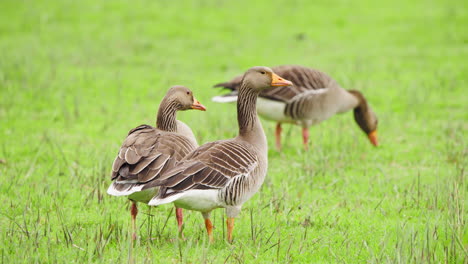 Graugänse-Mit-Braunem-Gefieder-Grasen-Auf-Einer-Frischen-Grünen-Wiese