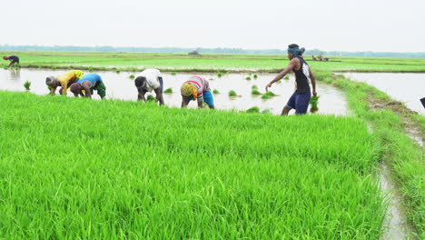 Sapling,-crop,-farmer