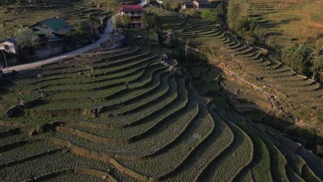 Aerial-drone-shot-of-layers-of-bright-green-rice-terraces-in-the-mountains-of-Sapa,-Vietnam