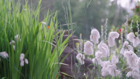 Reed-Grass-and-cotton-grass-in-stone-pond