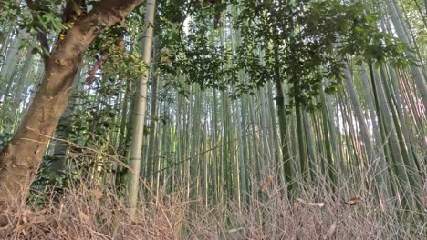 Sunlight-Streams-Through-the-Arashiyama-Bamboo-Forest-in-Arashiyama,-Kyoto,-Japan---Sideways-Shot